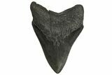 Serrated, Fossil Megalodon Tooth - South Carolina #295913-1